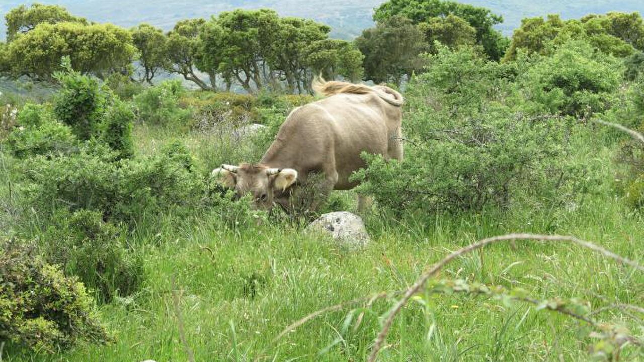 Sardinien - Vorbild für die nachhaltige Verknüpfung von Landwirtschaft, Naturschutz und Tourismus in Europa?