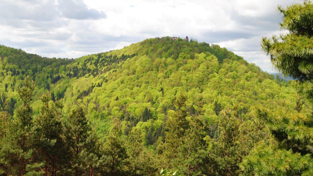Pfälzerwald und Nordvogesen – ein grenzüberschreitendes Biosphärenreservat
