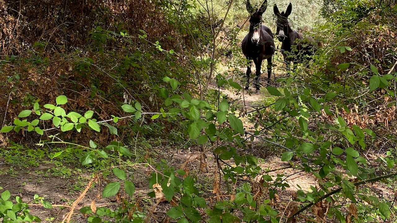 Sardinien - Vorbild für die nachhaltige Verknüpfung von Landwirtschaft, Naturschutz und Tourismus in Europa?