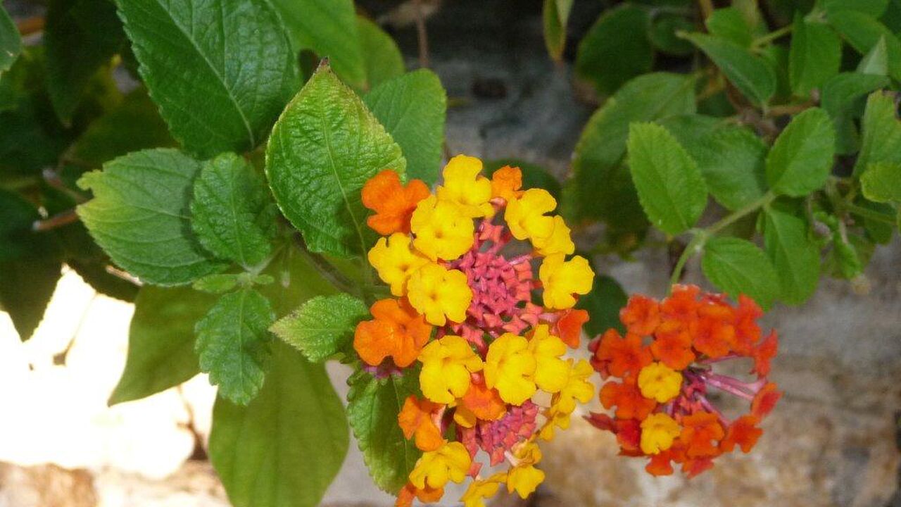 Trauminsel Mallorca?! – Die 