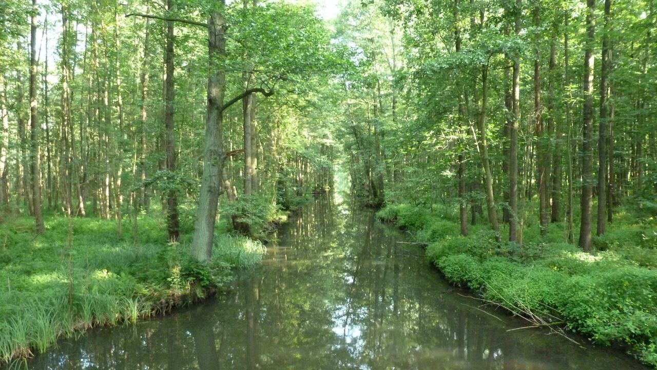 Der Spreewald - eine einzigartige Kulturlandschaft - als Biosphärenreservat geschützt