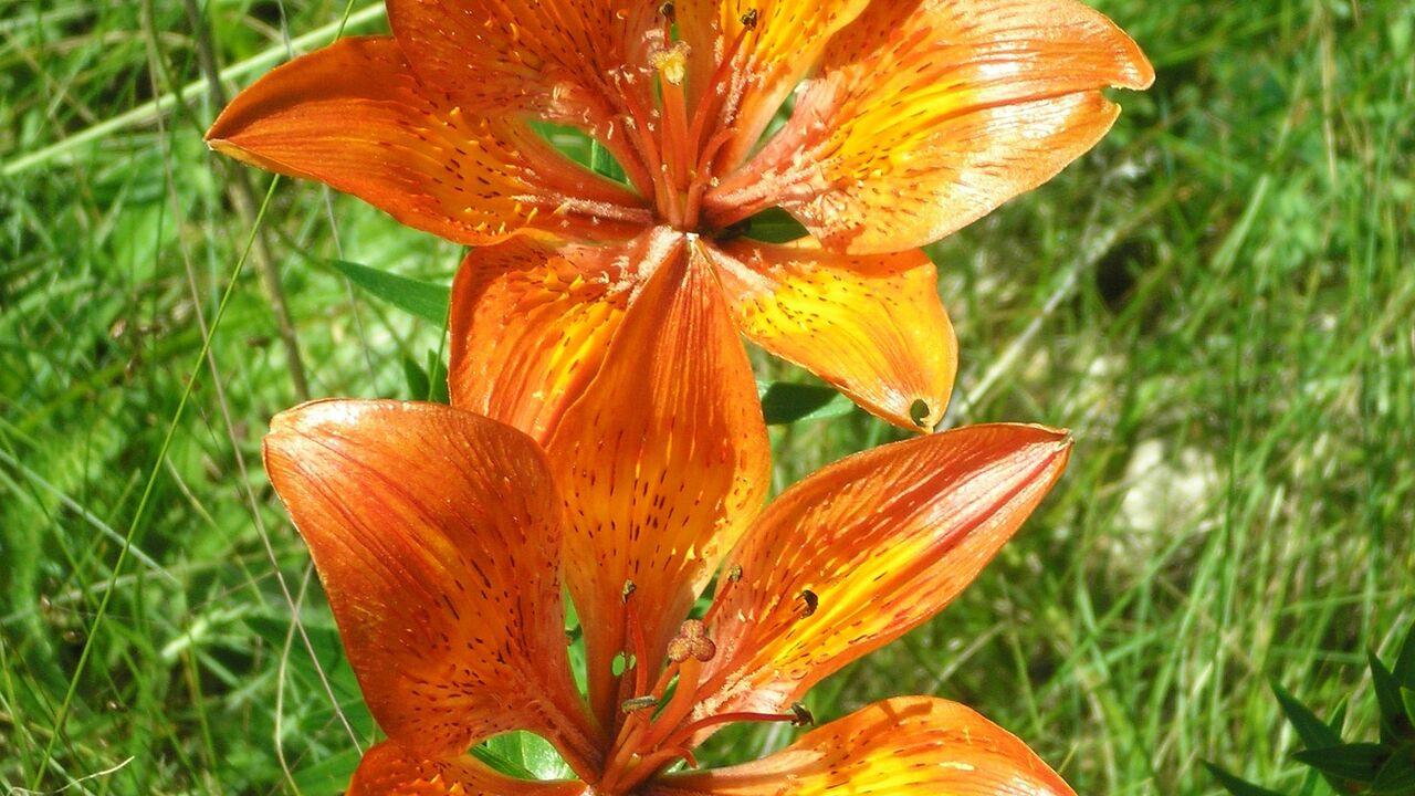 Nationalpark Velebit in Nordkroatien - Chancen und Risiken für eine nachhaltige Regionalentwicklung