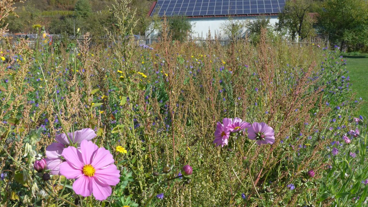 Der Kaiserstuhl – Erhalt und Entwicklung einer wertvollen Kulturlandschaft