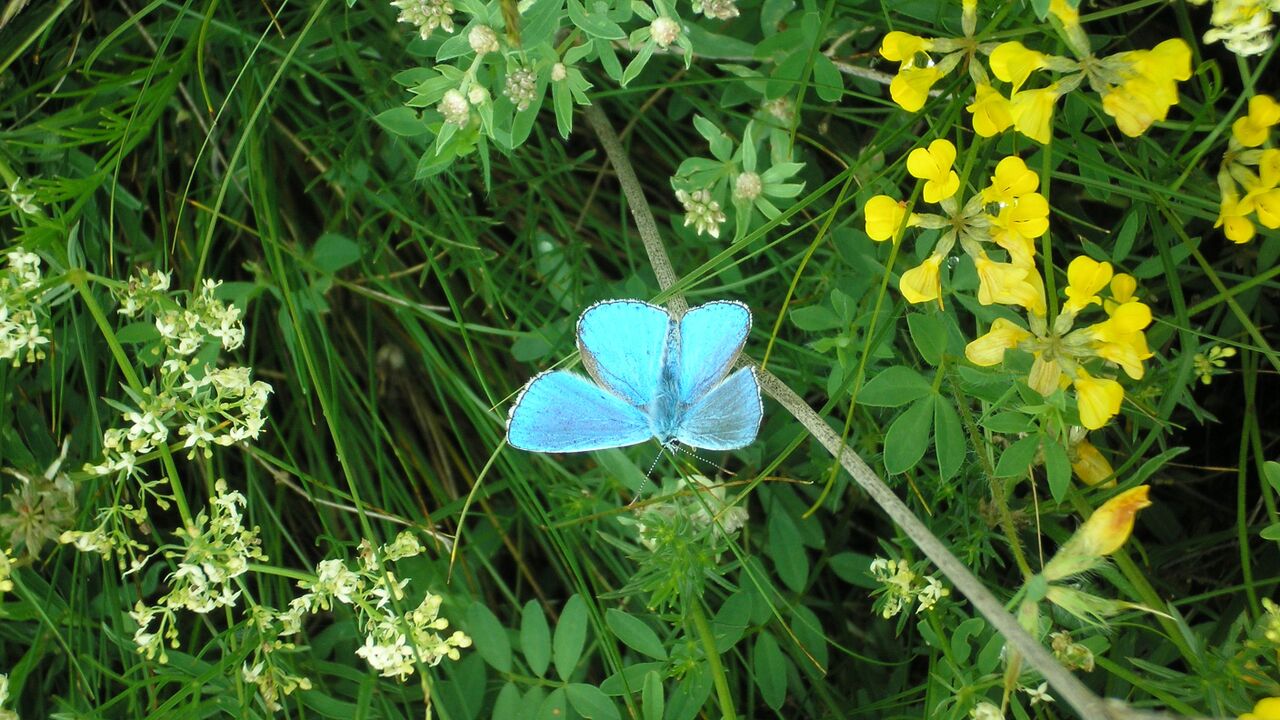 Nationalpark Velebit in Nordkroatien - Chancen und Risiken für eine nachhaltige Regionalentwicklung