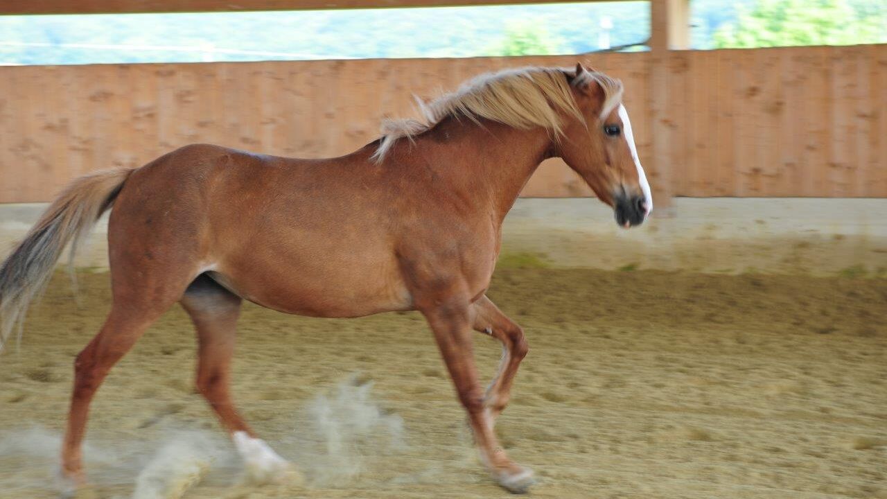 Epona-Intensiv - Weiterbildung in pferdegestützter Persönlichkeitsentwicklung