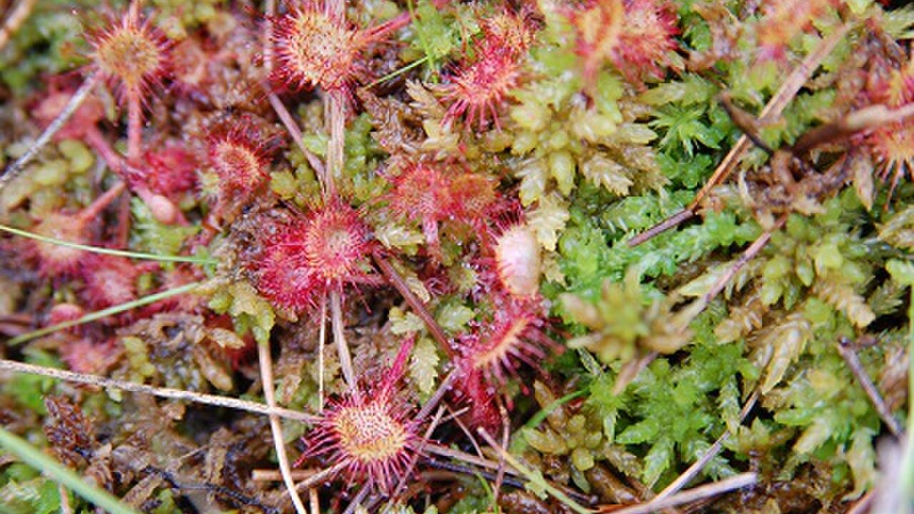 Naturpark Südschwarzwald - 