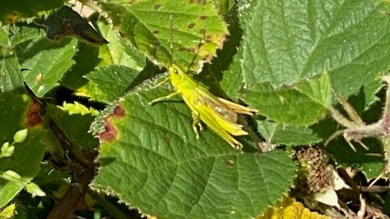 Nationalpark Kellerwald - Wildnis im Buchenwald und UNESCO-Weltnaturerbe