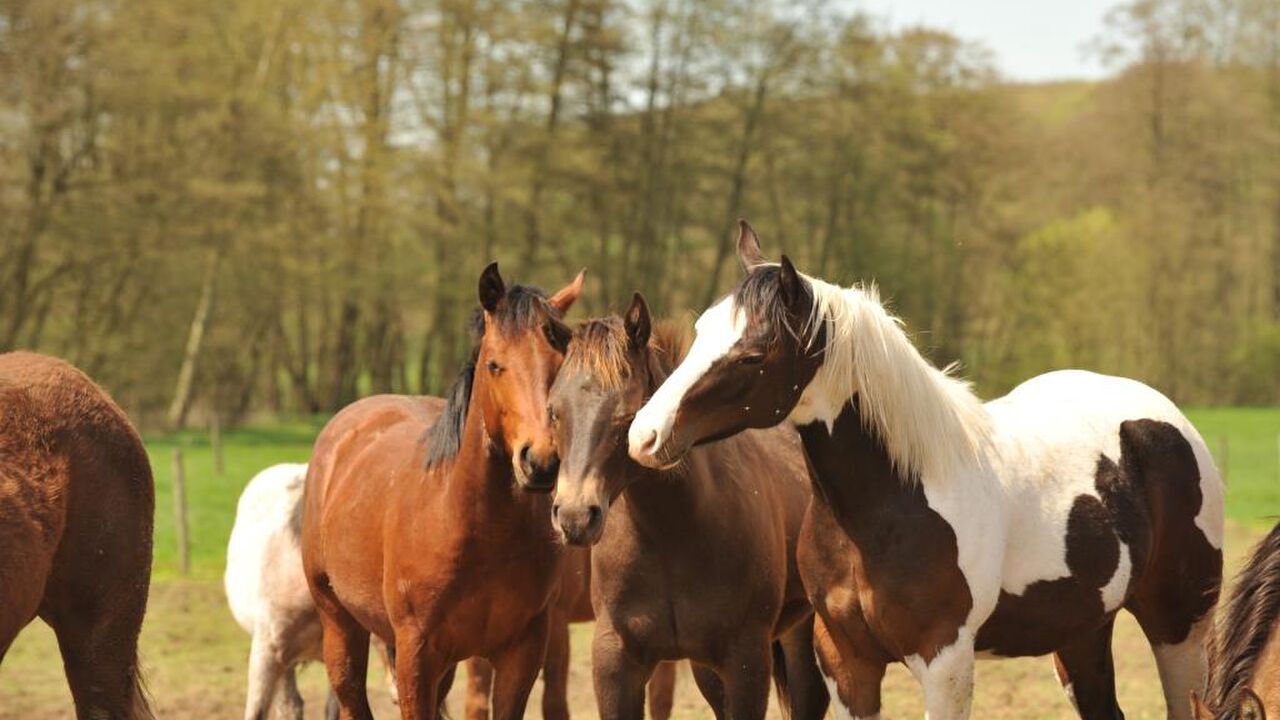 Epona-Intensiv - Weiterbildung in pferdegestützter Persönlichkeitsentwicklung