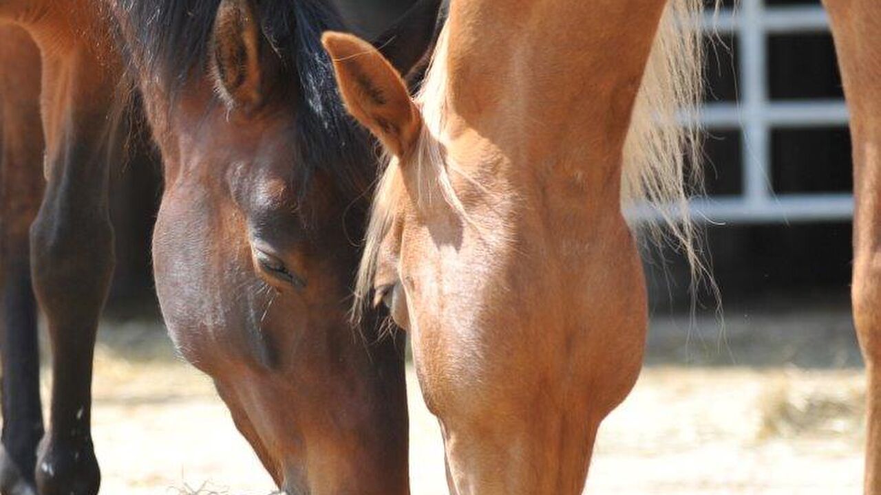 Erfolgreich im Team arbeiten – soziale Kompetenz im beruflichen Miteinander - ein Seminar mit Pferden