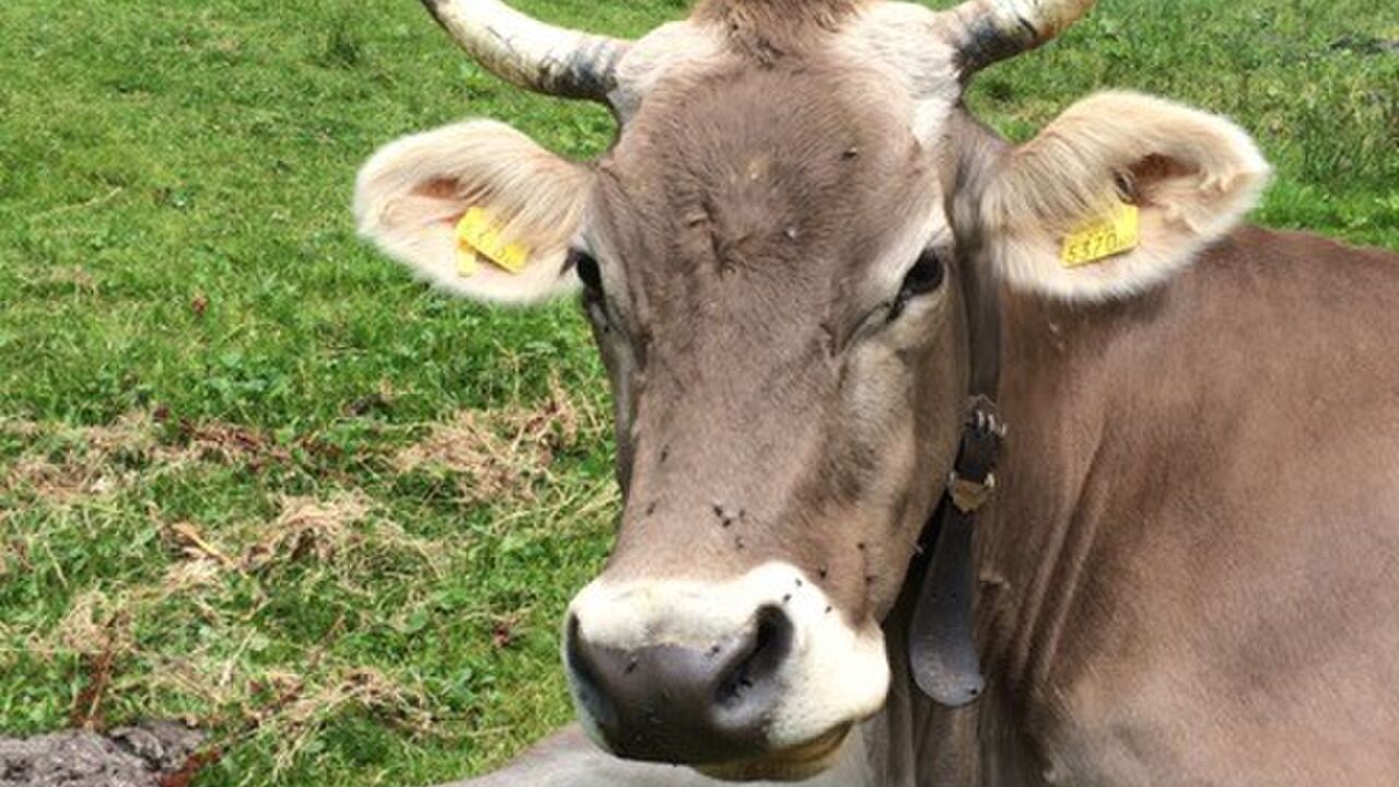 Modellregion Bregenzerwald – zukunftsfähiger Klima- und Naturschutz in Vorarlberg