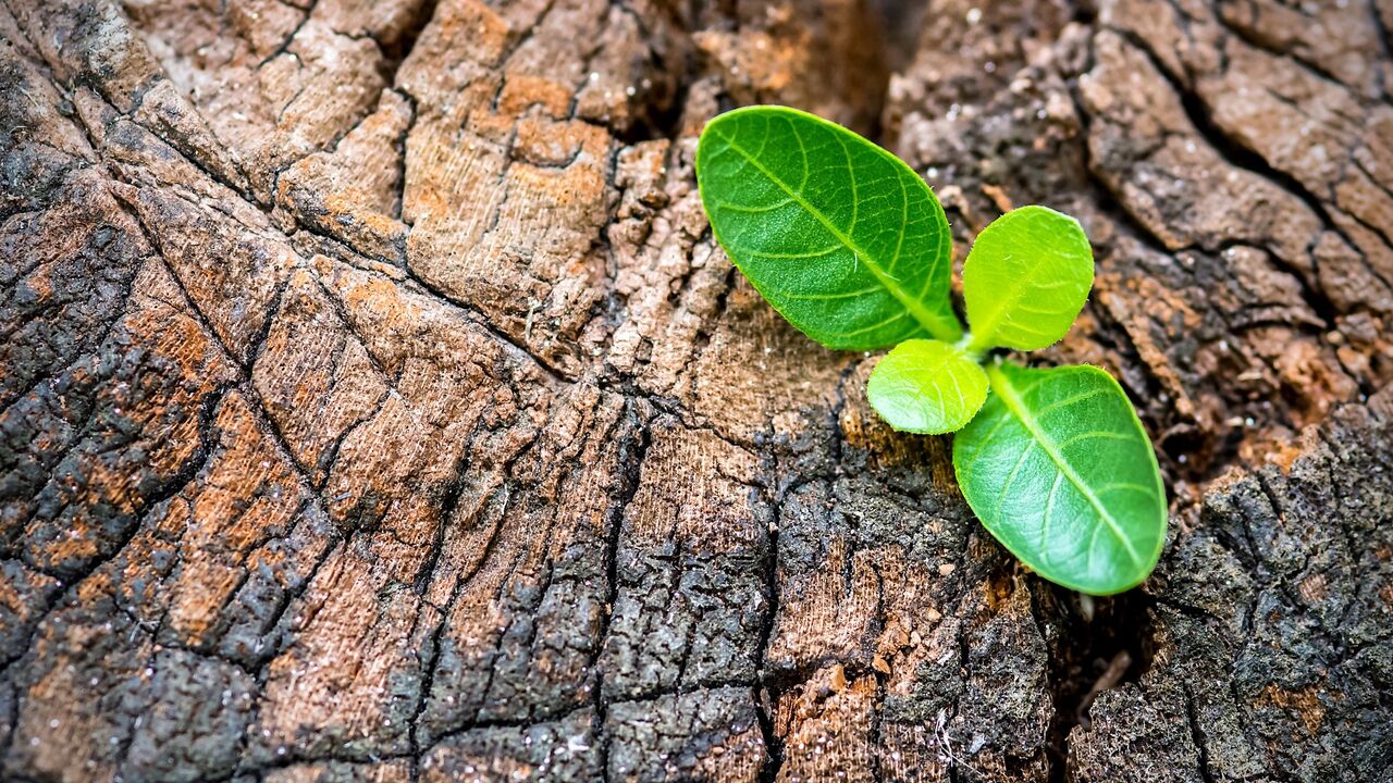 Entfalten Sie Ihre Potenziale mit Hilfe der Positiven Psychologie
