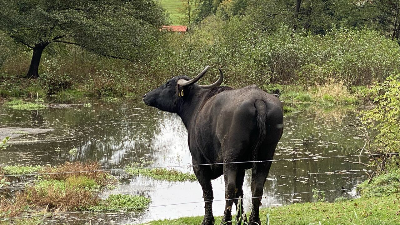 Das Oberschwäbische Allgäu – Entwicklung und Erhalt einer Kulturlandschaft zwischen Tradition und Zukunft