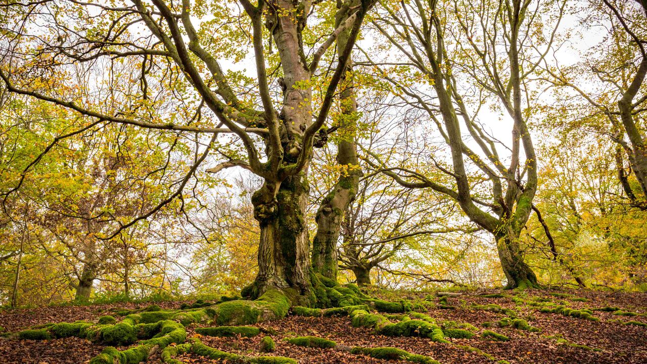 Nationalpark Kellerwald - Wildnis im Buchenwald und UNESCO-Weltnaturerbe