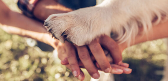 Hunde gegen Burnout Header