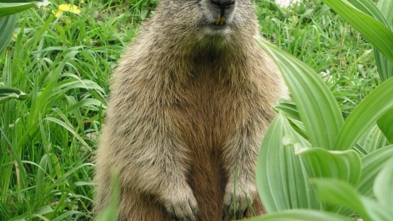 Nationalpark Berchtesgaden - wirksamer Schutz für eine wertvolle Hochgebirgslandschaft?
