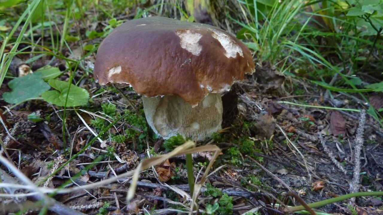 „Wildes Westallgäu“ und östliche Bodensee-Region: einzigartige Natur- und Kulturlandschaften „unter Druck“