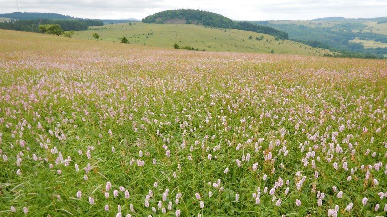 Biosphärenreservat Rhön - Modellprojekt für nachhaltige Regionalentwicklung