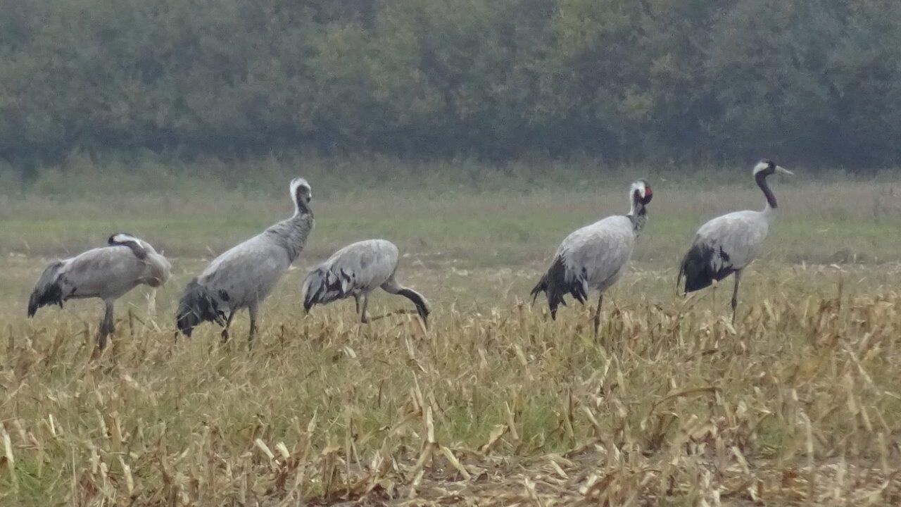 Müritz Nationalpark - Chance für eine wertvolle Naturlandschaft?