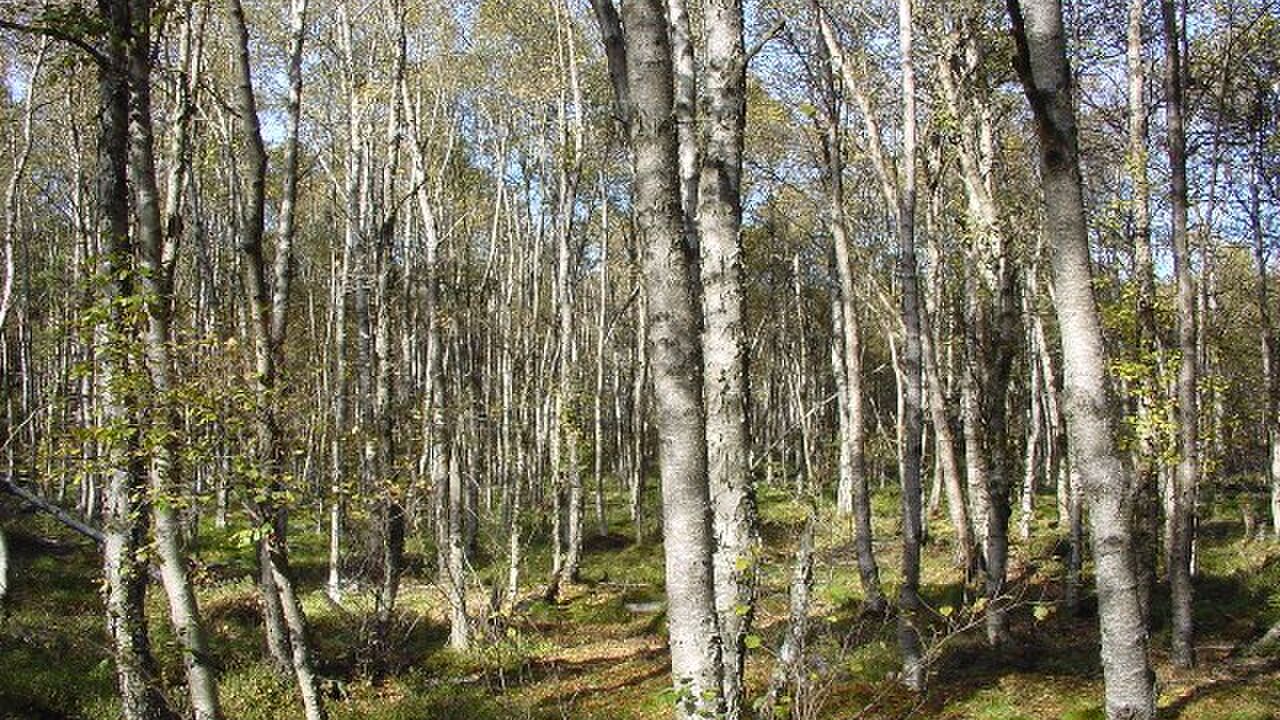 Biosphärenreservat Rhön - Modellprojekt für nachhaltige Regionalentwicklung