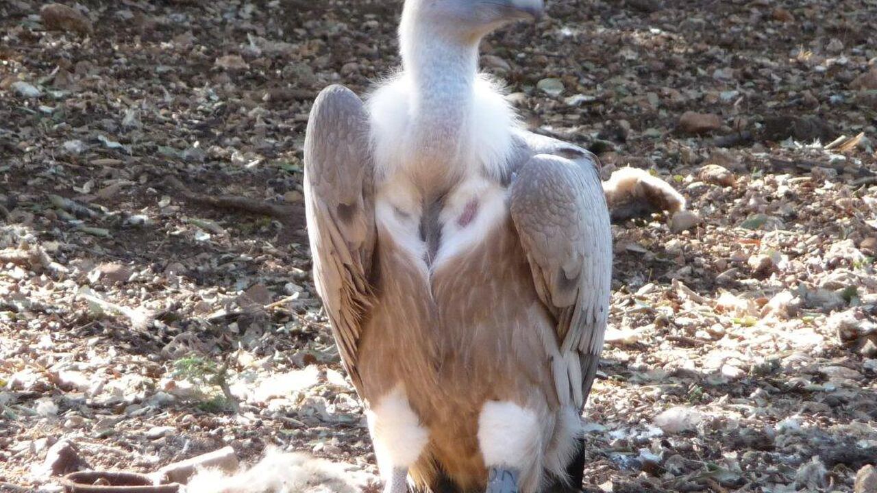 Trauminsel Mallorca?! – Die 