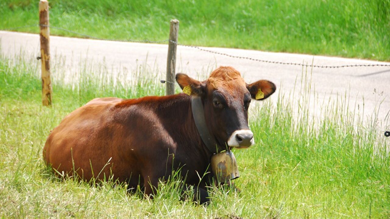 Das Oberschwäbische Allgäu – Entwicklung und Erhalt einer Kulturlandschaft zwischen Tradition und Zukunft