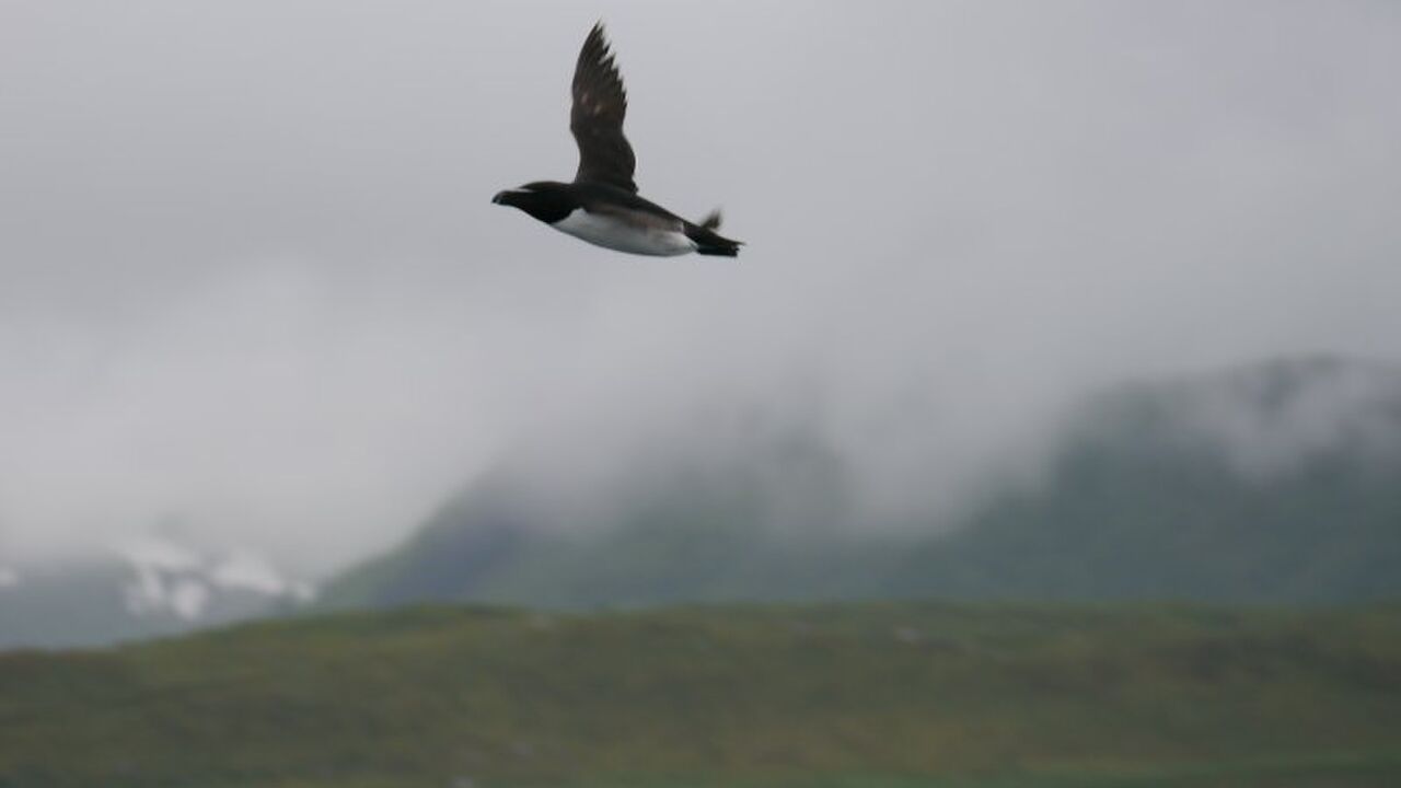Lofoten und Vesterålen - Ökologie und Umweltprobleme einer Inselgruppe nördlich des Polarkreises