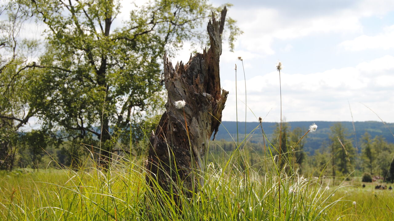 Nationalpark Hunsrück-Hochwald - ein länderübergreifendes Großschutzgebiet