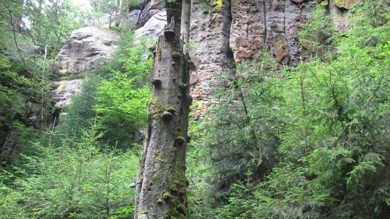 Der Nationalpark Sächsische Schweiz (Elbsandsteingebirge): Ist das schon Wildnis?!