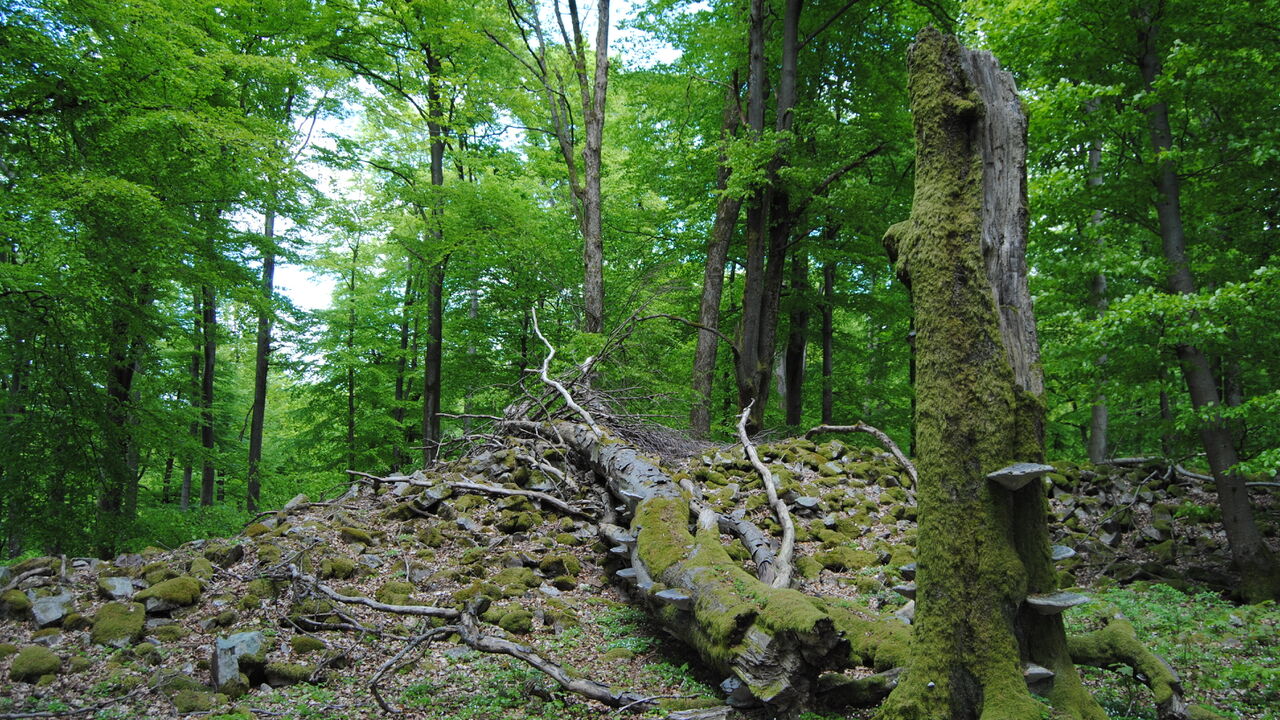 Nationalpark Hunsrück-Hochwald - ein länderübergreifendes Großschutzgebiet