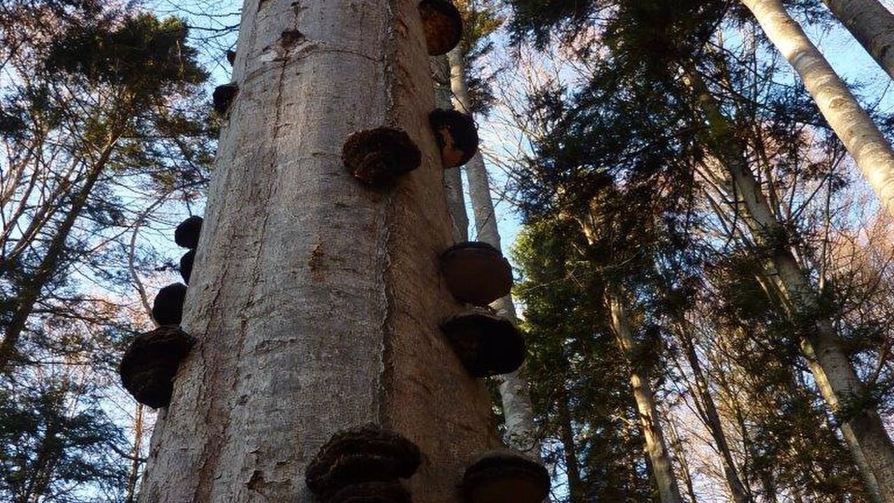„Wildes Westallgäu“ und östliche Bodensee-Region: einzigartige Natur- und Kulturlandschaften „unter Druck“