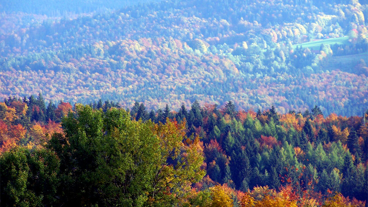 Das Siebengebirge – wertvolle Natur- und Kulturlandschaft zwischen Schutz und Nutzung