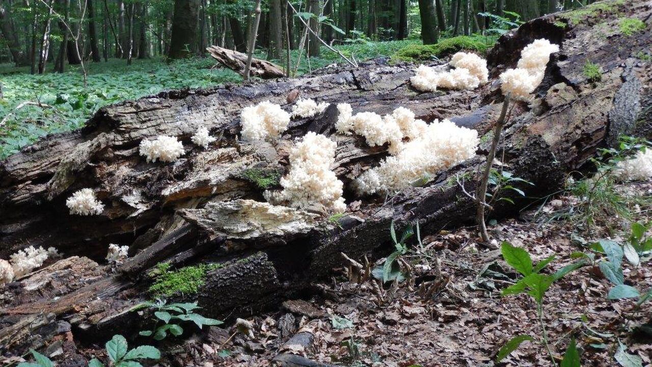 Nationalpark Hainich - Schutz für den „Urwald mitten in Deutschland“