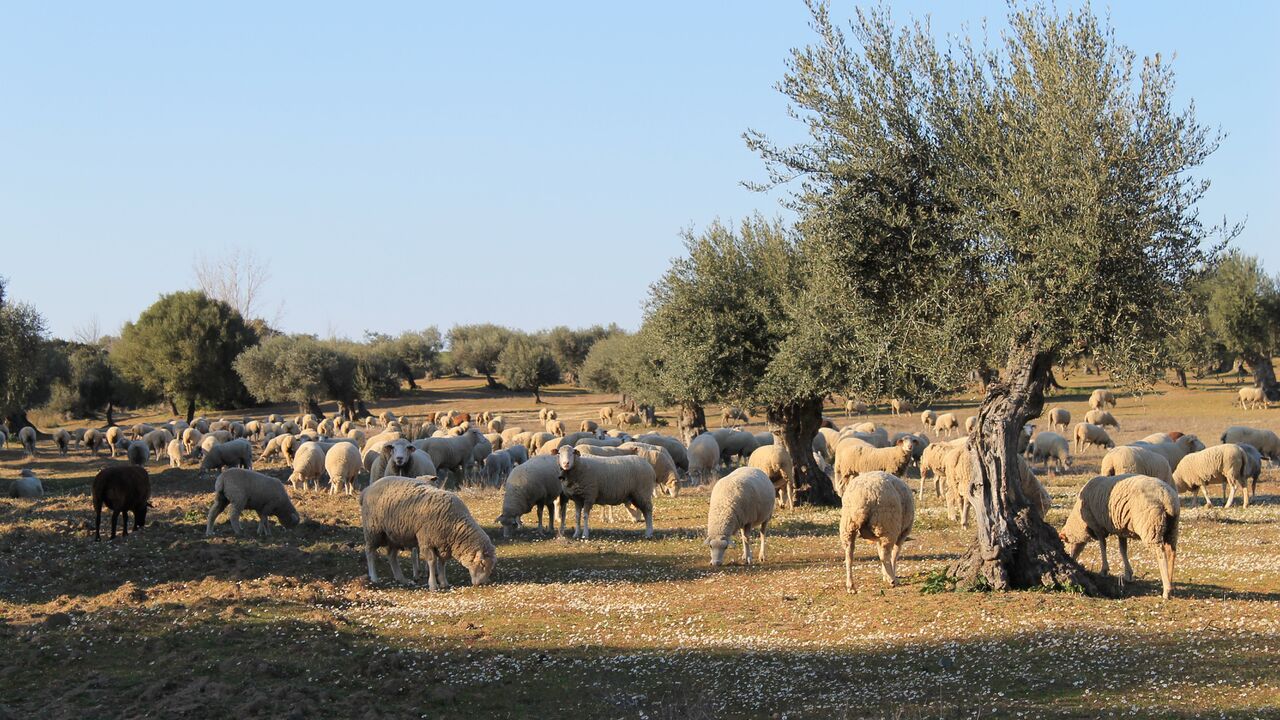 Alentejo – Das ländliche Portugal 50 Jahre nach der Nelkenrevolution