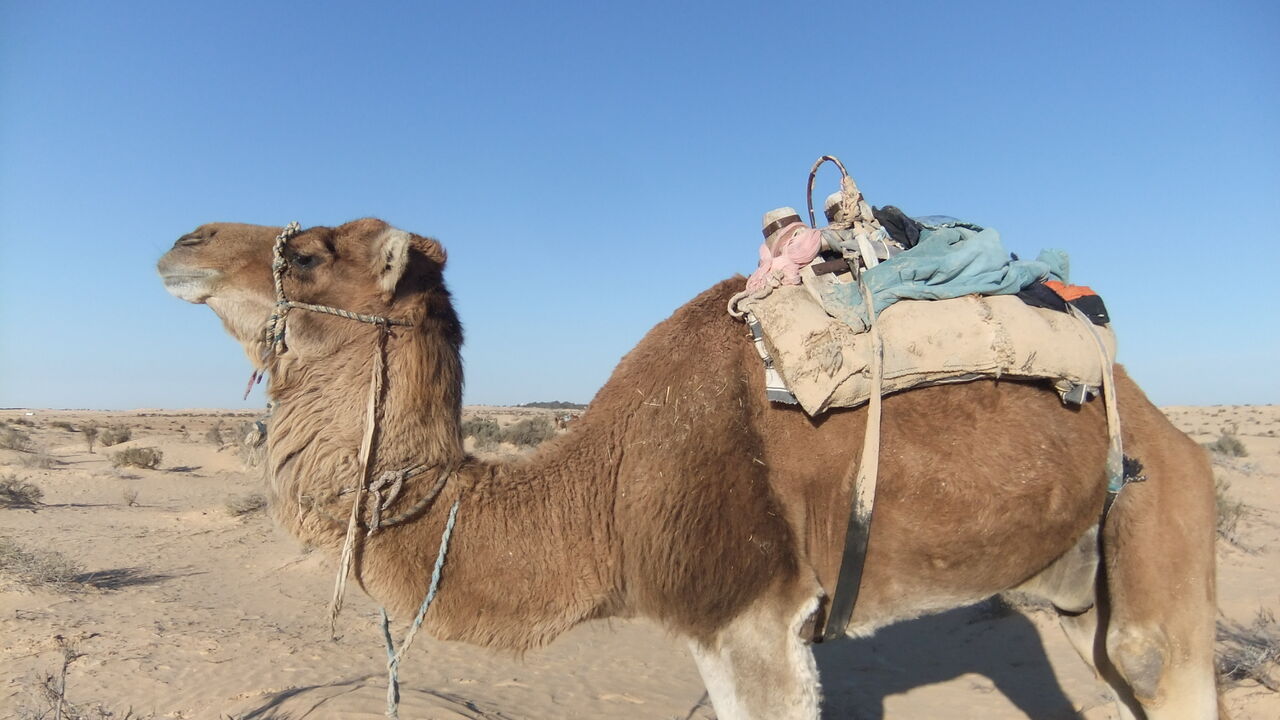 Die Stille erleben - Wüstenretreat mit Kameltrekking in Tunesien mit drei Schweigetagen