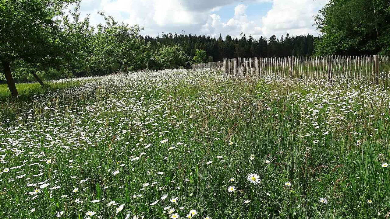 „Wildes Westallgäu“ und östliche Bodensee-Region: einzigartige Natur- und Kulturlandschaften „unter Druck“