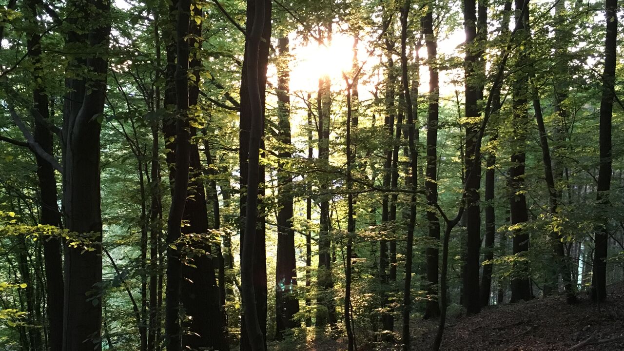 Handlungskompetenz stärken – nachhaltig Ziele erreichen – in Beruf und Alltag