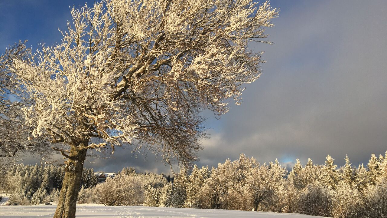Mehr Balance und Energie im Berufsalltag durch Yoga, Qigong und die fünf Elemente.