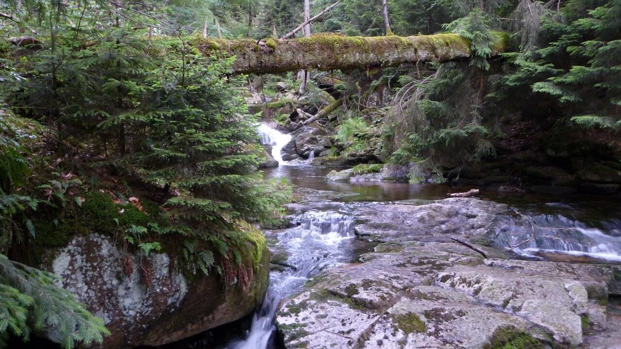 Nationalpark Harz - Schutz für die einzigartige Wald-Landschaft am Brocken