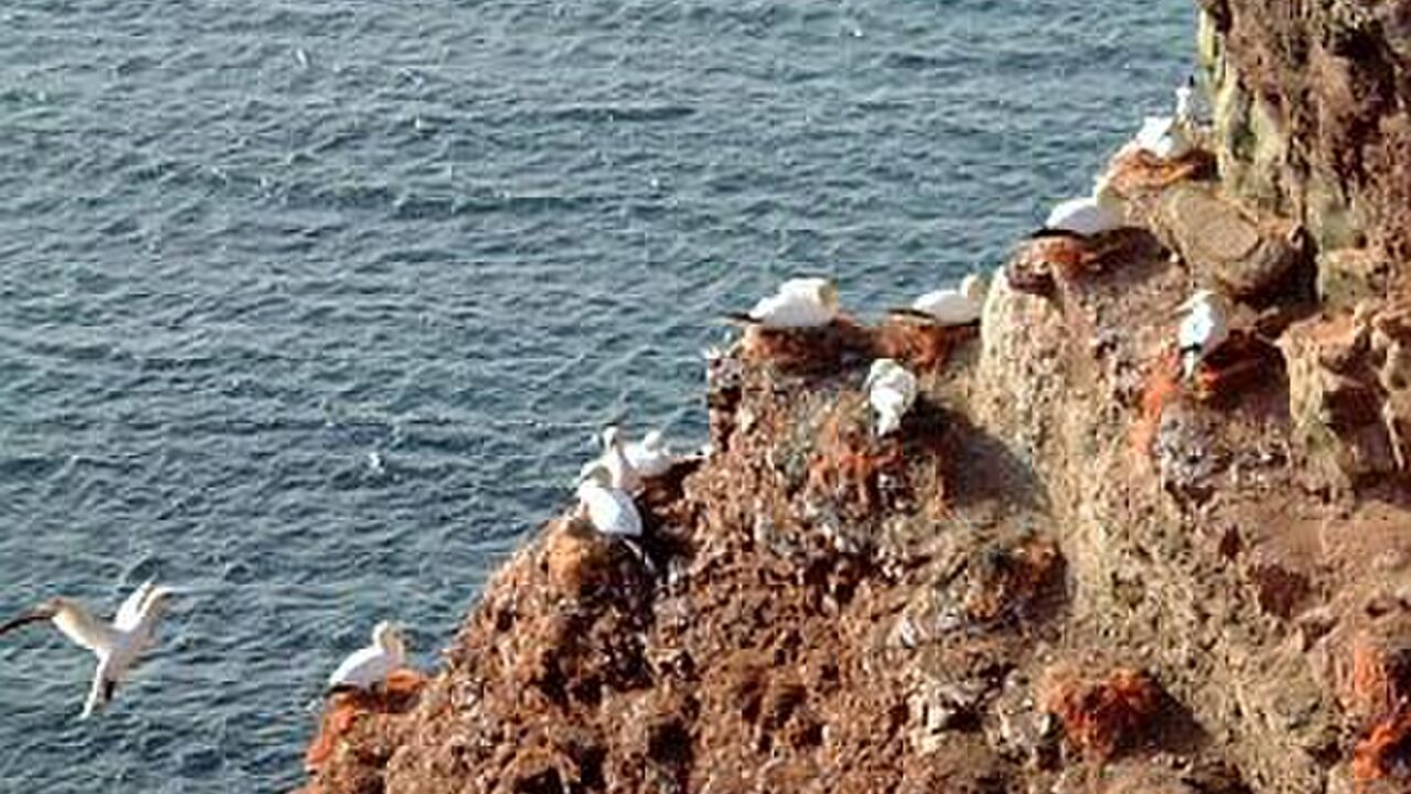 Helgoland - Chancen und Probleme einer Naturinsel