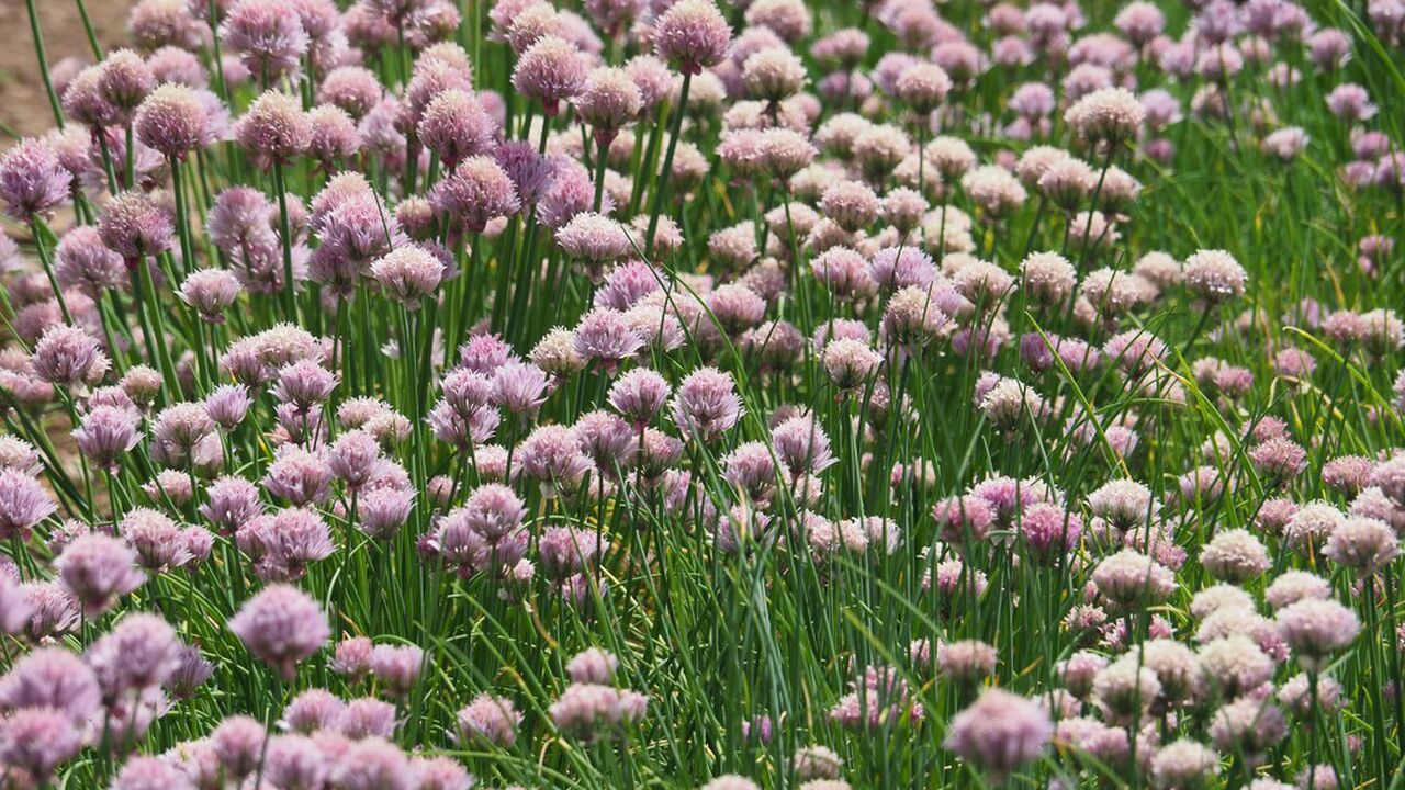 Achtsames Selbstmitgefühl