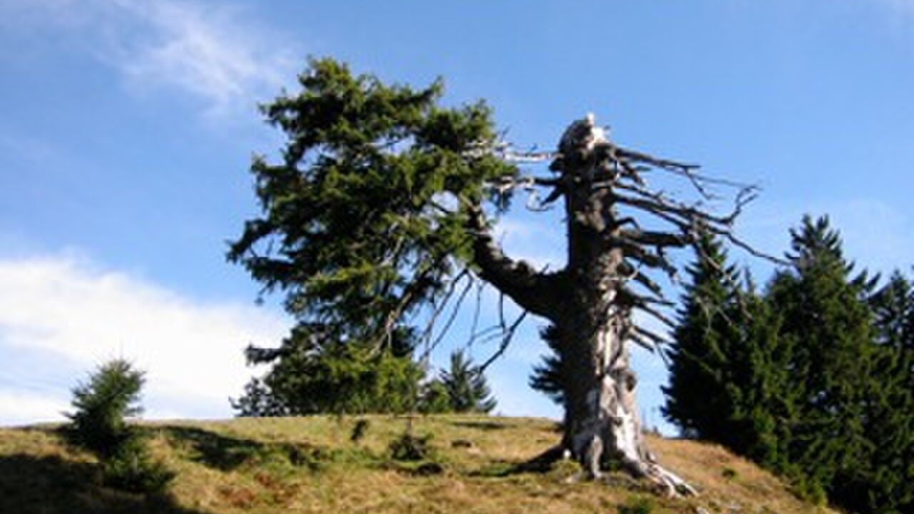 Modellregion Bregenzerwald – zukunftsfähiger Klima- und Naturschutz in Vorarlberg