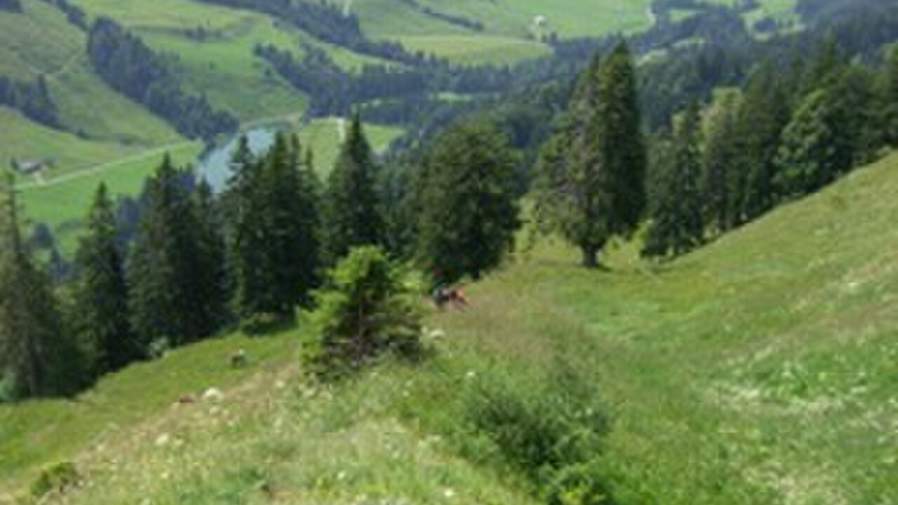Modellregion Bregenzerwald – zukunftsfähiger Klima- und Naturschutz in Vorarlberg