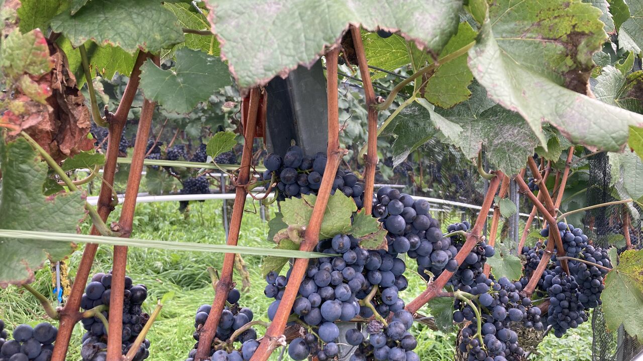 Mit der Stimme in Balance