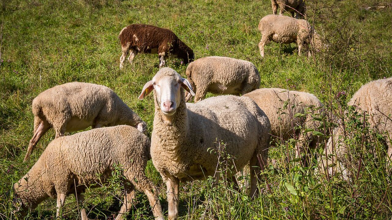 Biosphärengebiet Schwäbische Alb und das Obere Donautal – Erhalt und Entwicklung wertvoller Kulturlandschaften