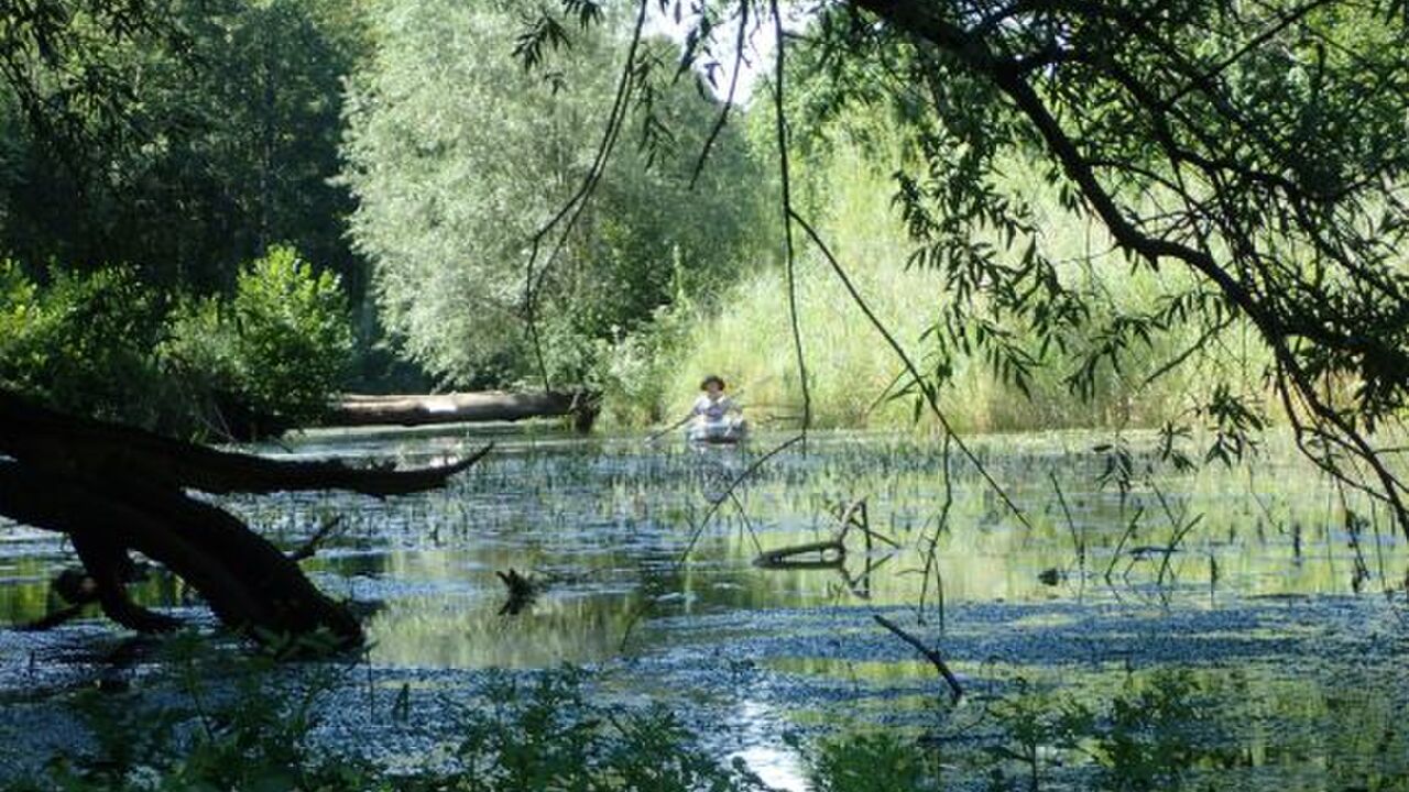 Naturkundliche Kanutour – der Rhein und seine Urwald-Auen am Kaiserstuhl