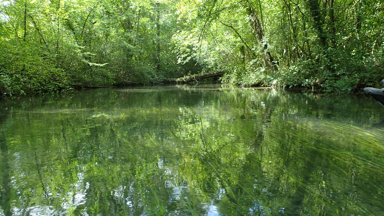 Naturkundliche Kanutour – der Rhein und seine Urwald-Auen am Kaiserstuhl