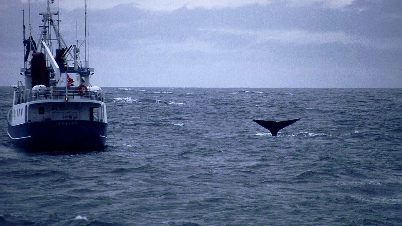 Lofoten und Vesterålen - Ökologie und Umweltprobleme einer Inselgruppe nördlich des Polarkreises