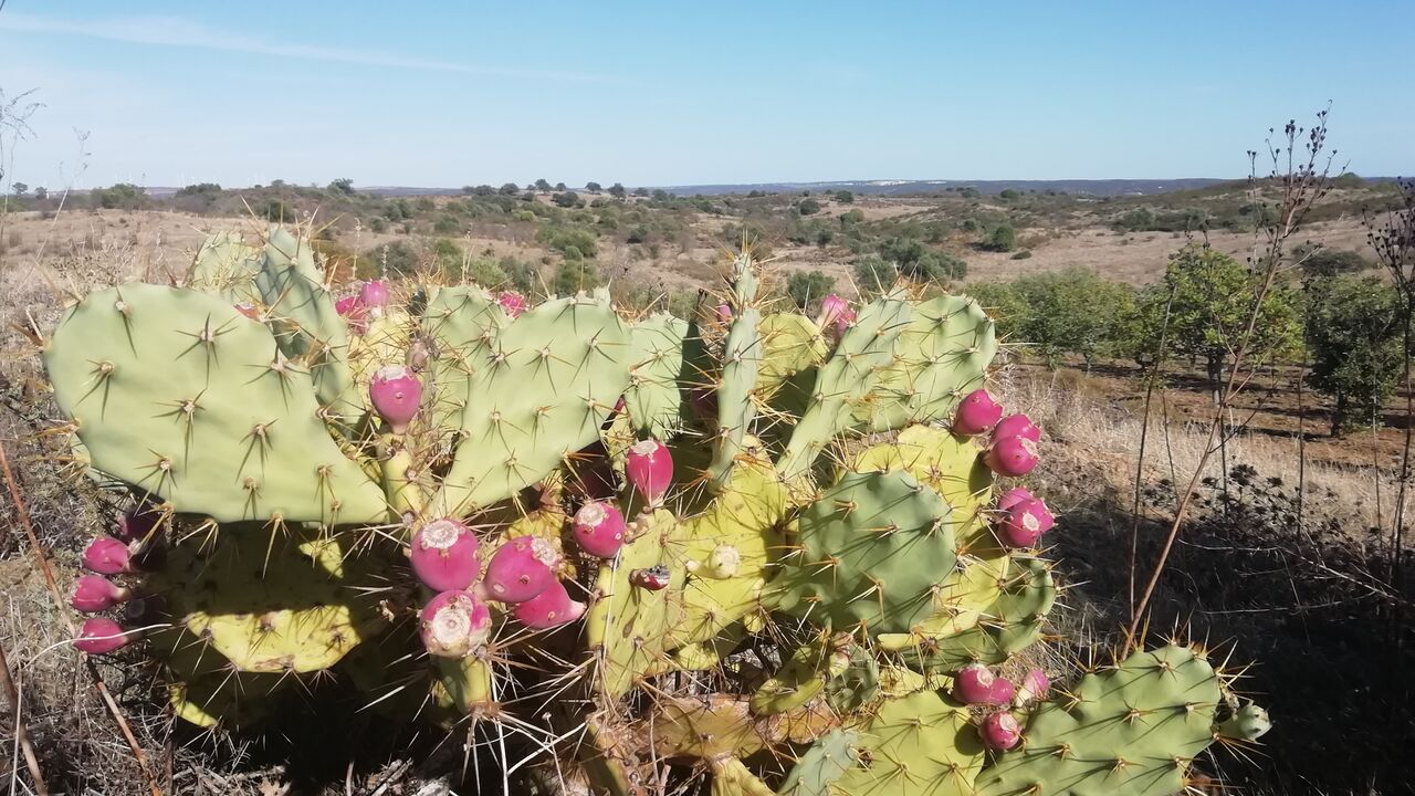 Algarve – Der Süden Portugals an der Peripherie Europas zwischen Ursprünglichkeit und Tourismus