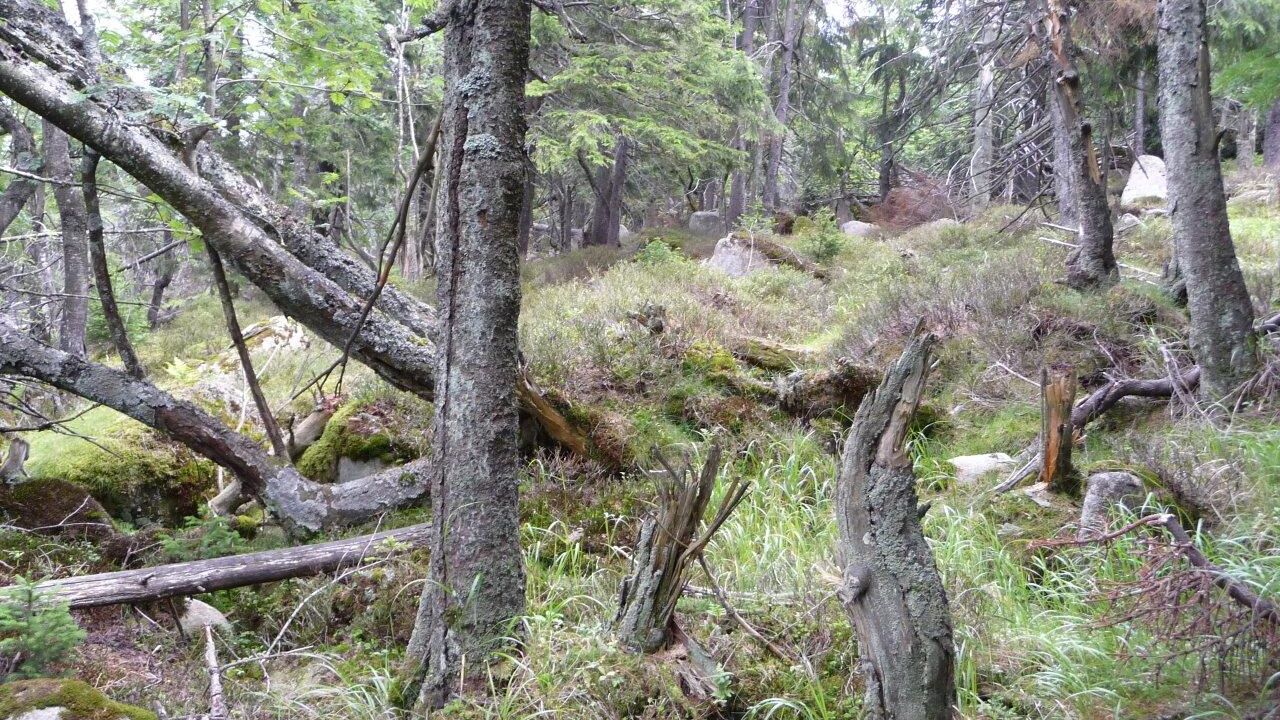Nationalpark Harz - Schutz für die einzigartige Wald-Landschaft am Brocken