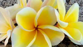 Aloha-Touch - Hawaiian Practitioner